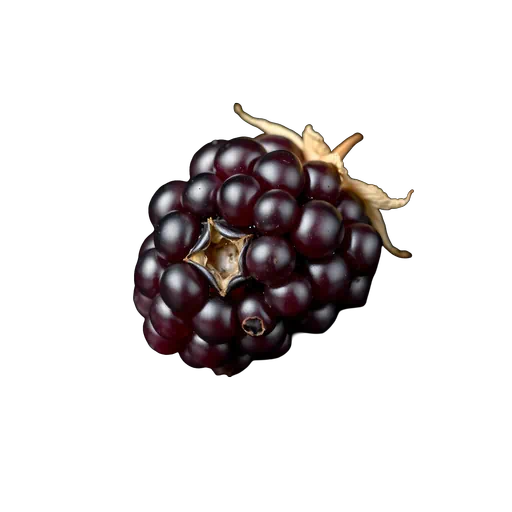 Glossy deep purple blackberry fruit with visible drupelets and a dried stem on a white background.