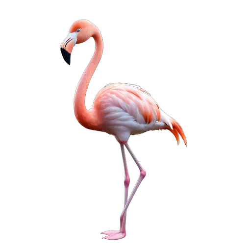 Vibrant pink and peach flamingo standing with a curved neck, isolated on a clean white background.