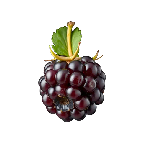 Ripe black gooseberry with a fresh green leaf and stem isolated on a white background.