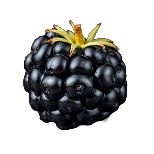 Close-up of a glossy, ripe black mulberry with a fresh green stem isolated on a white background.
